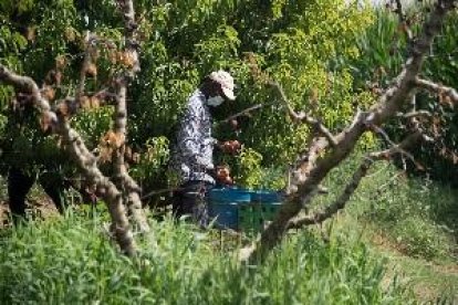 Els allotjaments de temporers estrangers, un risc afegit de coronavirus