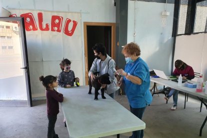 Un total de seis perros y tres gatos fueron censados ayer en El Palau d’Anglesola.