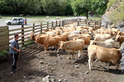 Los rebaños que pastaban en Llessui, esperando ser cargados tras haber bajado de la montaña.