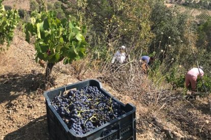 El Priorat, vino sin agua 