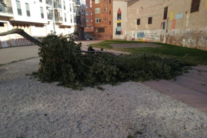 Cau una branca de grans dimensions sobre un pipicà de Balàfia