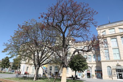 L’arbre mort estava sec des de fa temps.