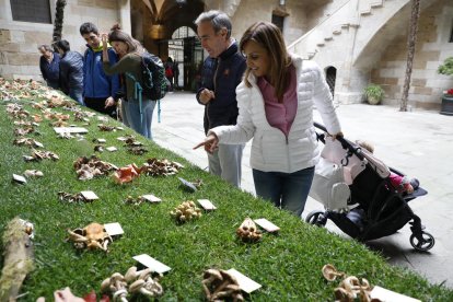 La sequera redueix la varietat i la quantitat de bolets aquesta tardor