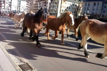 La trashumancia de 50 caballos, el lunes a su paso por la C-13, en Sort.