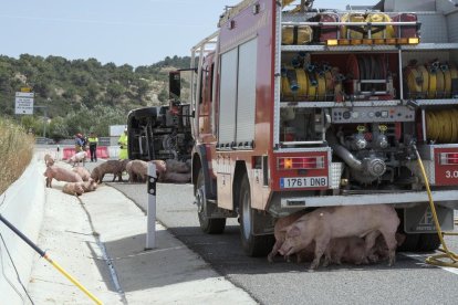 Los bomberos tuvieron que remojar a los animales a causa de las altas temperaturas, que superaron los 35 grados. 