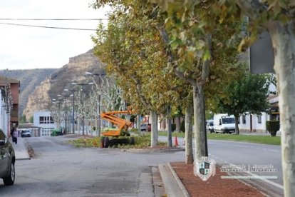 Los trabajos de poda que se hacen en la travesía de la N-211.