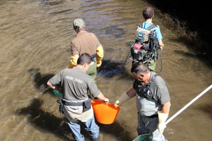 Agents rurals i personal de Forestal Catalana fent un rescat de truites al canal de la central de la Pobla de Segur.