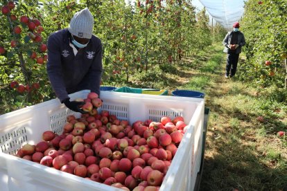 Los productores de Lleida han iniciado esta semana la cosecha de la manzana Pink Lady.