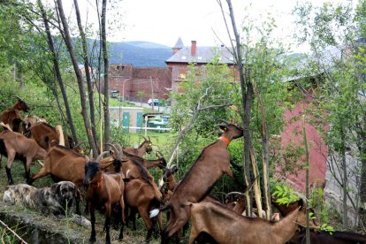 Algunas de las cabras usadas para el desbroce.