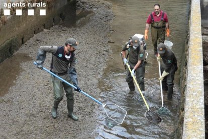 Rurals al rescatar els peixos.