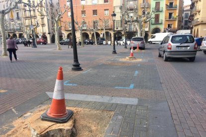 Imatge dels troncs dels plataners de la plaça Mercadal.