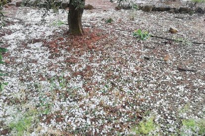 Hojas, aceitunas y pedrisco al pie de uno de los olivos afectados por el pedrisco en Bovera. 