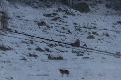 Imagen del pasado día 15 del lobo en la boca sur del túnel de Vielha.