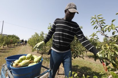 Un temporer collint ahir peres llimoneres en una finca de l’Horta de Lleida.