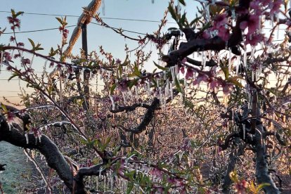 Imagen de esta primavera de frutales cubiertos de hielo gracias al riego por aspersión.