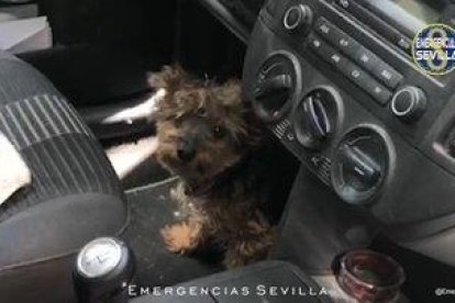 Los agenteLos agentes de Policía Local tuvieron que fracturar el cristal del turismo para rescatar al animal que estaba muy débil en el interior del mismo a más de 50ºCs de Policía Local tuvieron que fracturar el cristal del turismo para rescatar al animal que estaba muy débil en el interior del mismo a más de 50ºC