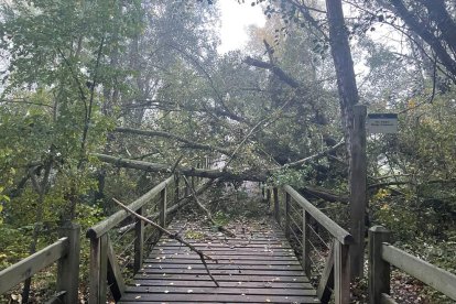 Cae un árbol de grandes dimensiones sobre un puente en La Mitjana