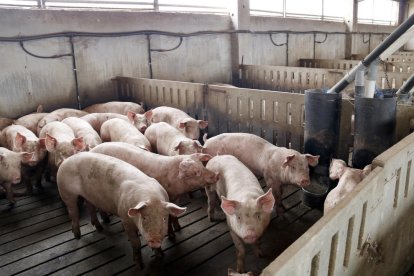 Una granja de porcino en la localidad de Alcarràs el pasado verano.