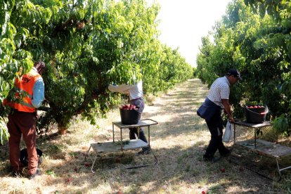 Trabajos de recogida de fruta de hueso este mes en una finca de Soses.