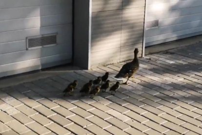 Una pata y sus crías se refugian en un jardín en Cappont