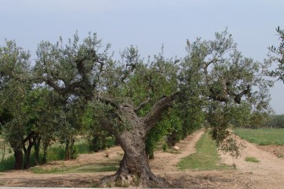 L’IRTA gestiona el reservori de material genètic d’oliveres.