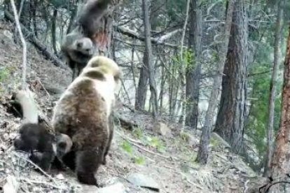 Primeras imágenes de oseznos esta temporada en el Pirineo