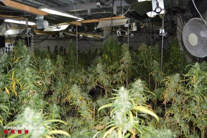 Dos detenidos por cultivar marihuana en el interior de un almacén de Lleida