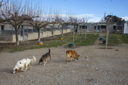 Instalaciones de la Protectora d’Animals de Tàrrega, que actualmente acoge a 60 perros.