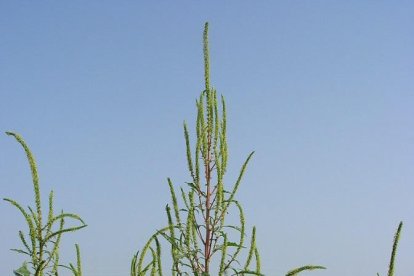 Un exemplar d’aquesta planta, que pot superar els dos metres.