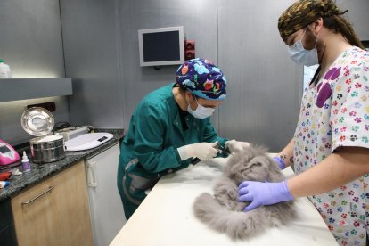 Profesionales del Centre Veterinari Nord de Lleida, en Pardinyes, atendiendo ayer a un gato. 