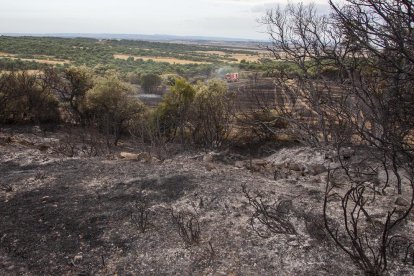 L’incendi de la Donzell va calcinar un bosc d’alzines.