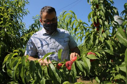 Sisko Gil comprova els calibres dels paraguaians en una finca d’Aitona.