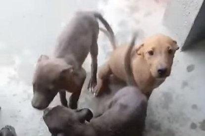 Tres de los perros que fueron abandonados el sábado en Soses. 