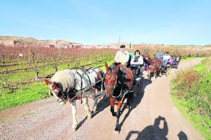 Imagen de los paseos en carro que se organizaron ayer por los campos de frutales de Aitona. 