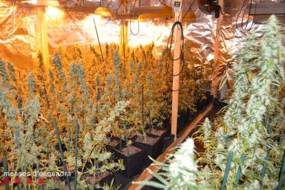 Vista de las plantas de marihuana que fueron intervenidas en esta compleja instalación en L’Horta. 