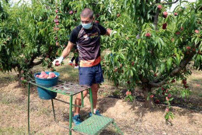 Sisko Gil comprova els calibres dels paraguaians en una finca d’Aitona.