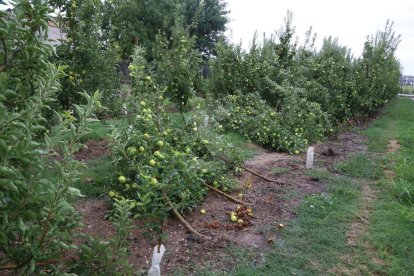 Un campo destrozado ayer martes en Golmés.