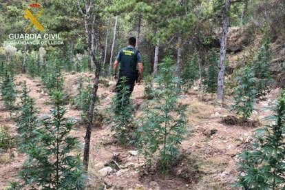 La plantació de marihuana situada en un barranc prop del pantà de Santa Ana.