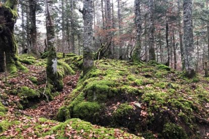 La zona donde está previsto instalar el recinto para rehabilitar oseznos huérfanos.