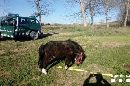 Recuperen un poni perdut a Juneda