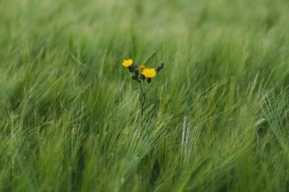 Per què interessen, les males herbes?