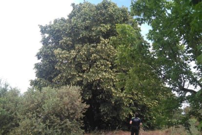 L'Ajuntament d'Almacelles vol declarar Arbre d'Interès Local i Comarcal el conegut com a Til·ler del Copeo