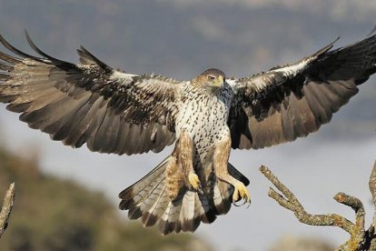 Una àguila cuabarrada.