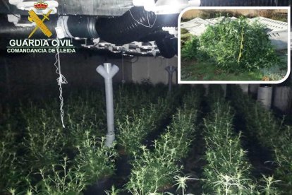 Un ganadero de Almenar descubre más de 300 plantas de marihuana en su granja