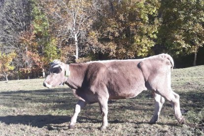 Imagen de una vaca con uno de los collares de la prueba piloto.