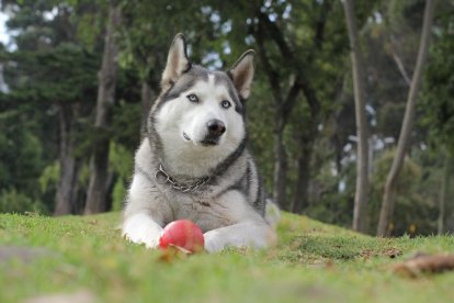 Les fake news sobre el coronavirus propicien l'abandonament de mascotes