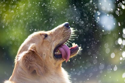 Els animals també pateixen els efectes dels cops de calor