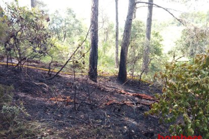 Imatge del bosc calcinat a la Pobla de Cérvoles.