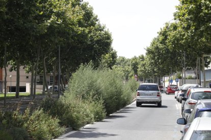 Grandes matojos en la mediana de Onze de Setembre, cerca del CAP y la plaza Europa.