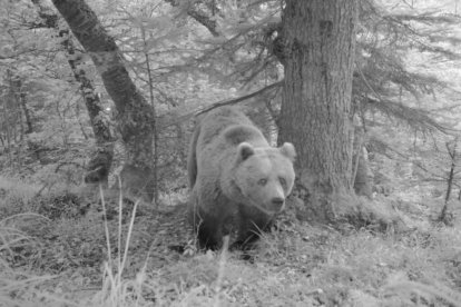 Imagen de archivo de un oso.